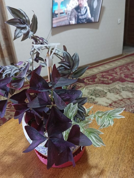 Продам набор цветов