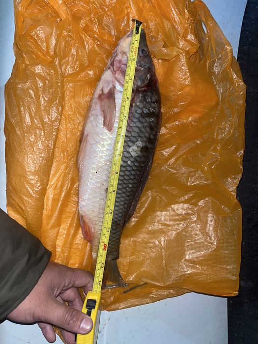 Продам рыбу сазан