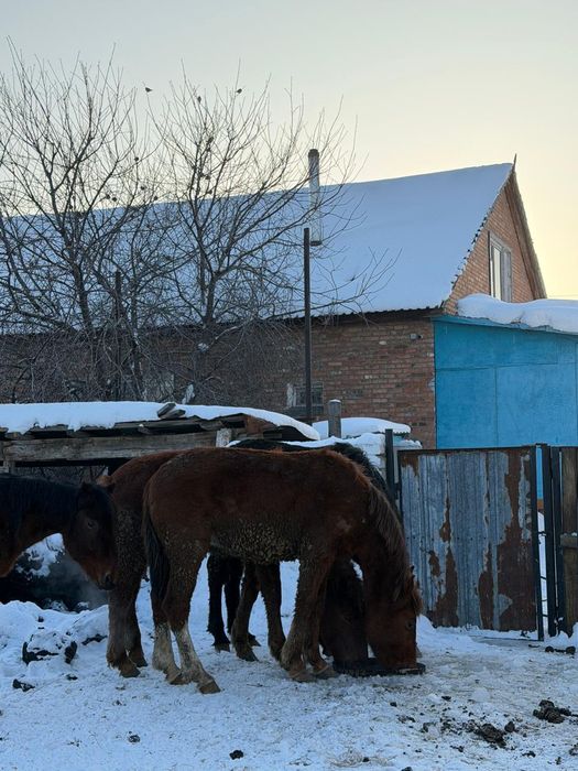 Продам лошадей с откорма