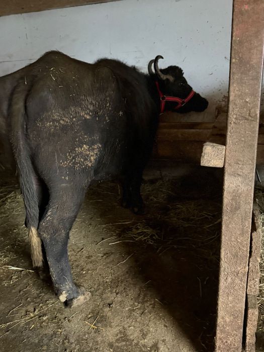 Bivolițe de vanzare