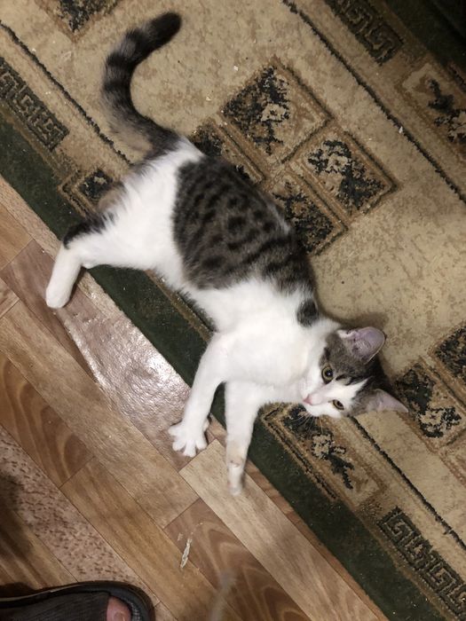 Отдам в добрые руки