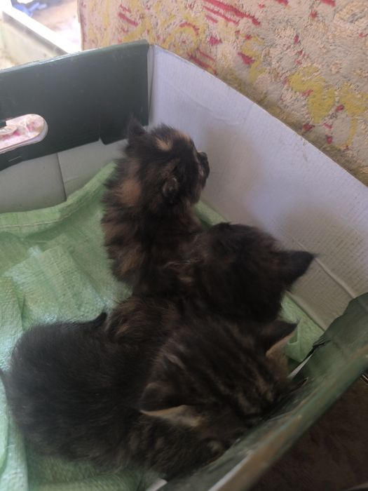 Срочно пристраиваются в добрые руки котята.