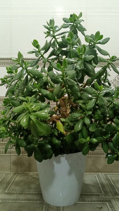 Денежная дерево. Доллар гул.