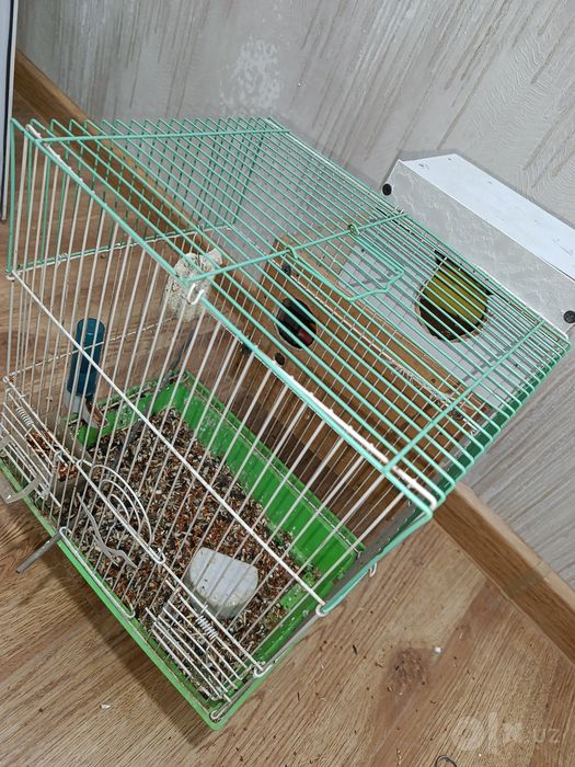 Неразлушка 2 та пара 1 боласи ва 4 тахуми ва 1 та кафас 2 та скворечнк