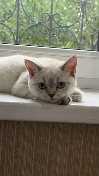 Продаётся котёнок Скоттиш Страйт