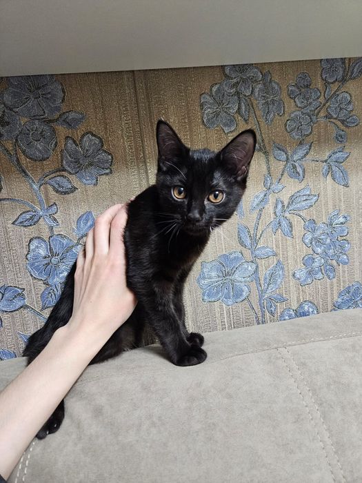 Котёнок ищет дом