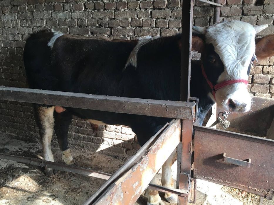 Buqala sotiladi soni 2 ta