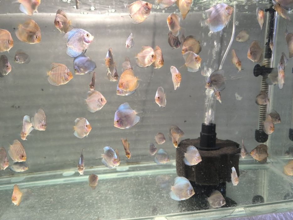 Дискус!!! Подроскалар сотилади.