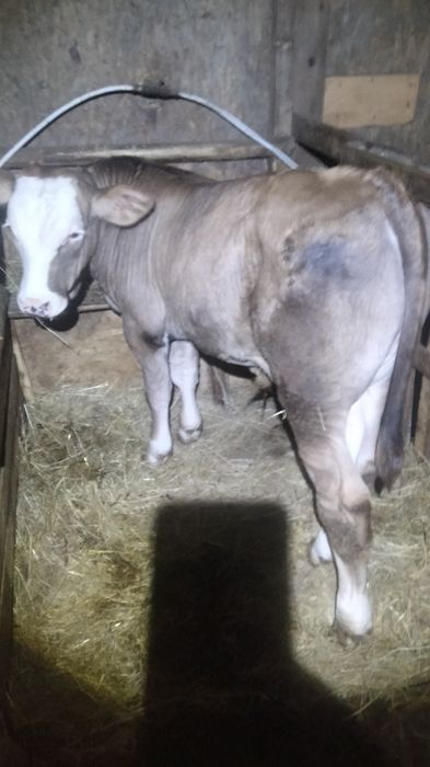 Vând vițel de 3 luni ln Jucu de Mijloc
