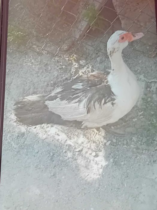 Rate lesesti, ratoi ,am multe