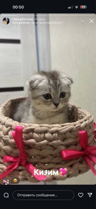 Zottor Mushuk bollari