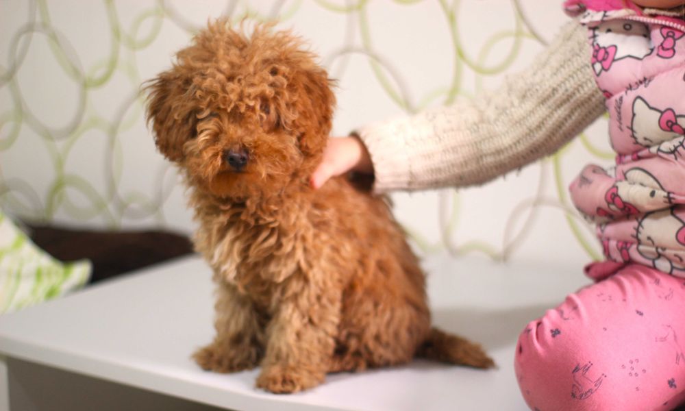 Той пудел бебета от родословни родители