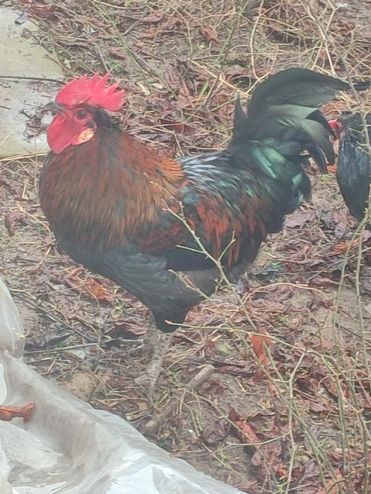 Продам черного петуха