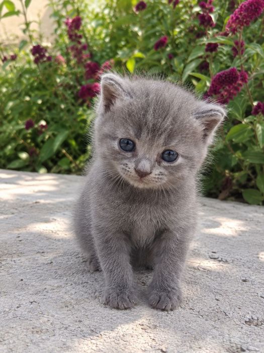 Продаются котята