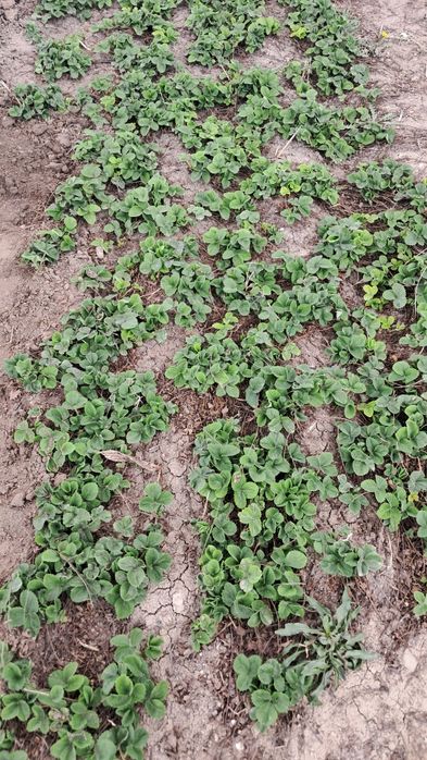 Клубника многоразовая