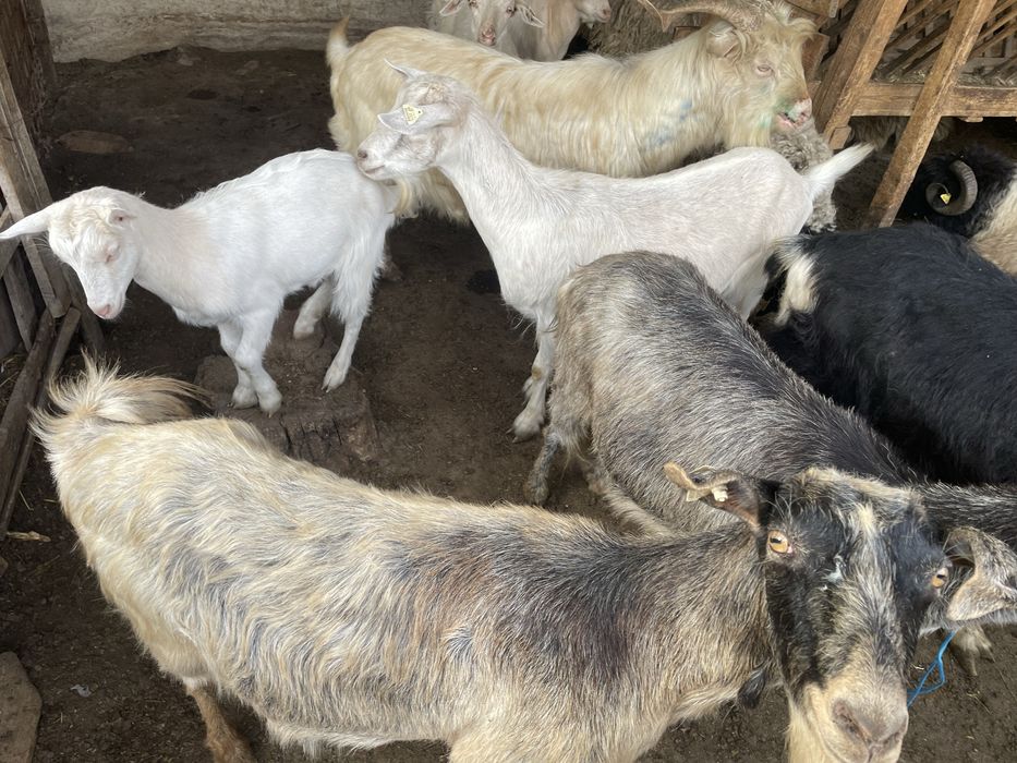 Capre și țapi de vânzare