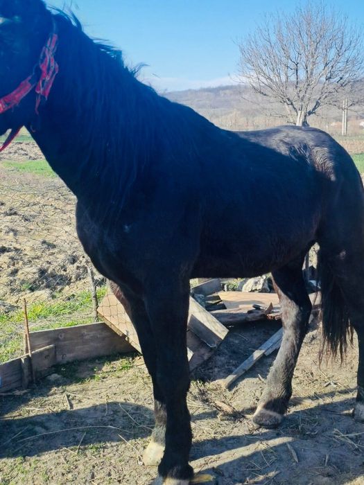 Cal negru semigreu,blând în vârstă de 4 ani jumate.