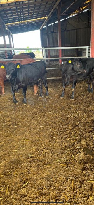 8 vitele Aberdeen Angus
