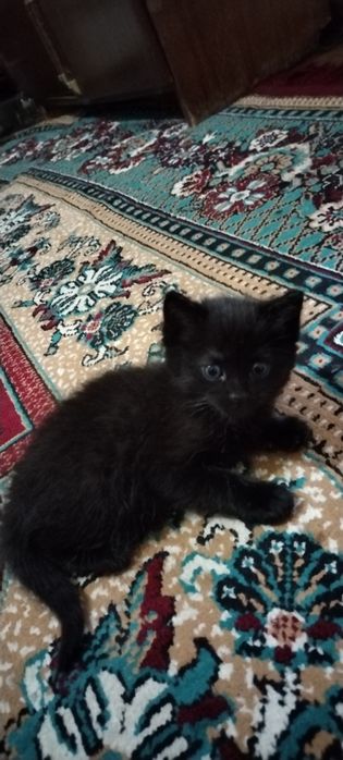 Сиямская  кошка.