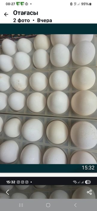 Продам яйцо домашние  по 80 т шт