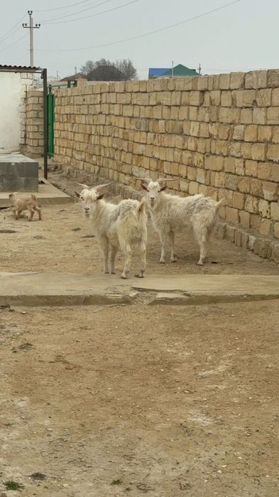 Занен. Теке.  Коза, Козел