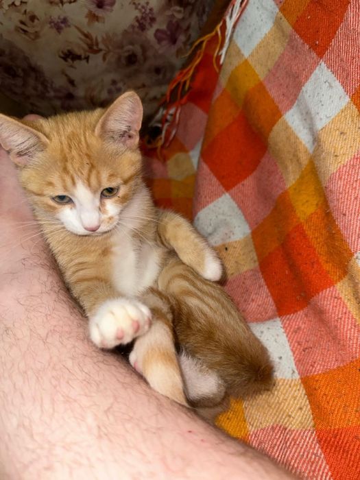 Отдам бесплатно котёнка