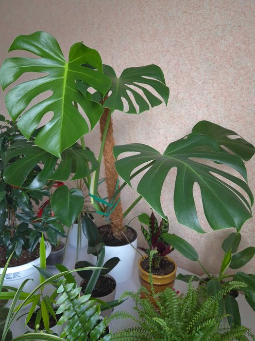 Комнатные цветы недорого