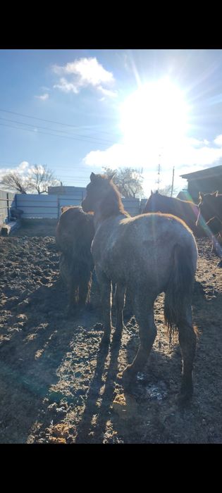 Соғымға жылқы .,