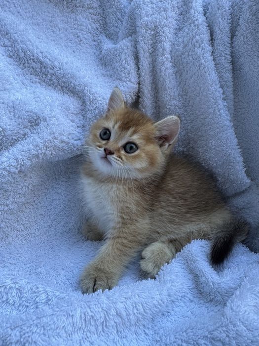 продаются котята золотой шиншилы