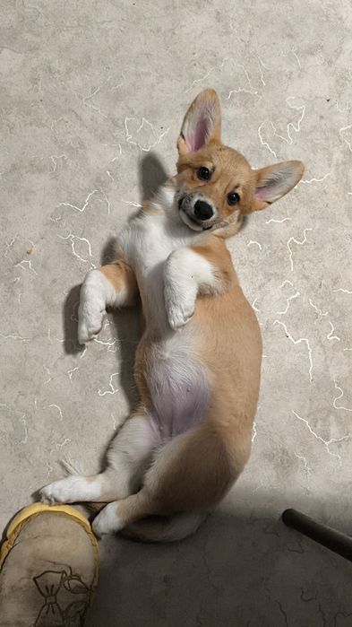 Шикарные щенки Корги.