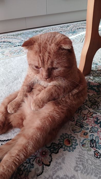 Mushuk sotiladi skottish fold