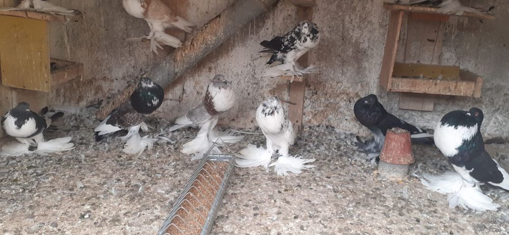 Porumbei gusati de pomerania