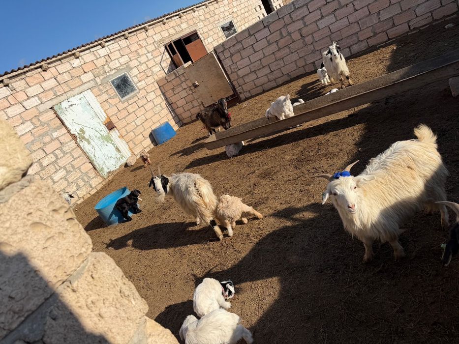 Лақты ешкілер сатылады