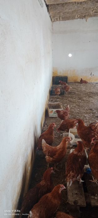 Куры Ломан Браун