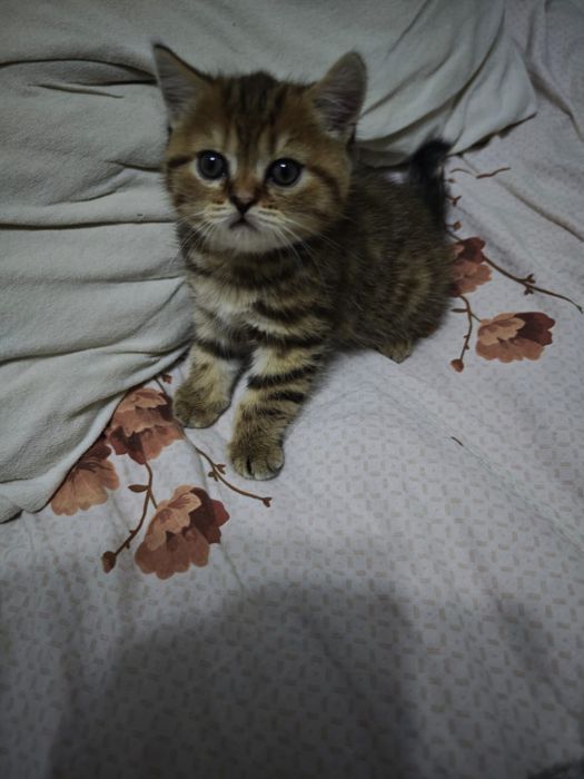 Продлиться котята бретанци