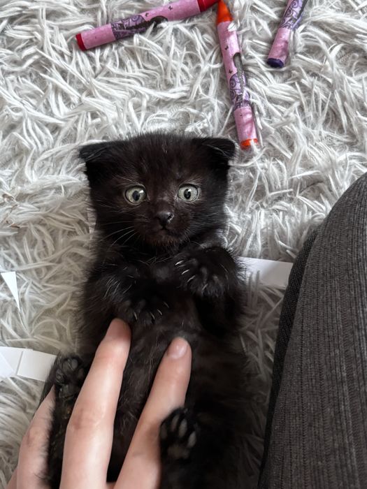 отдам котенка в добрые руки