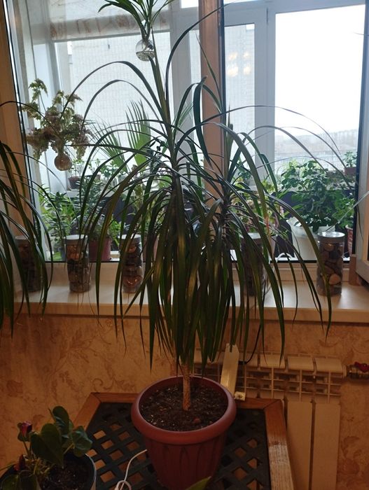 Драцены от 40 до 180 см