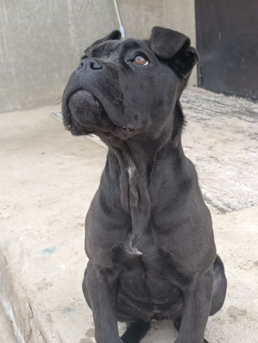 Щенок Кане Корса сука