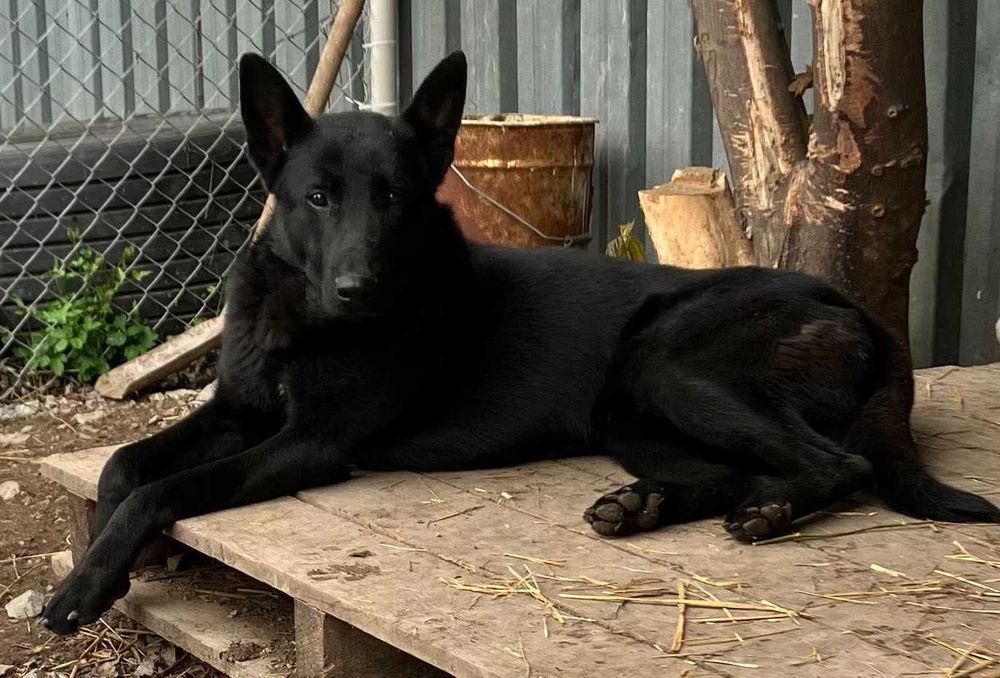 МАЛИНОА - белгийска овчарка