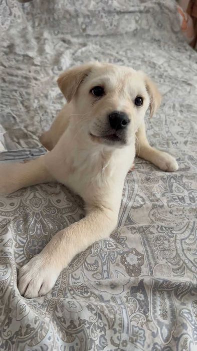 Щенок в добрые руки