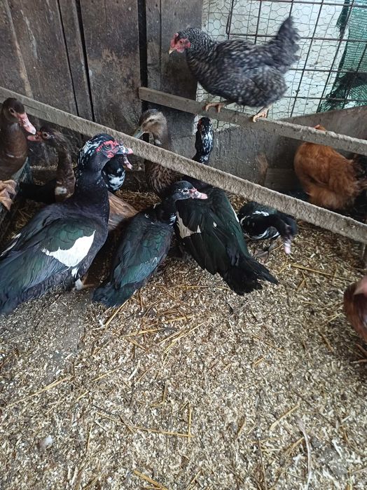 De vanzare rațe leșești