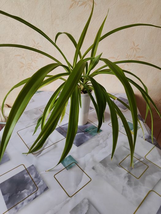 Комнатные растения, распродажа.