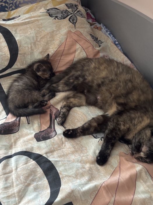 Котенок девочка трехмаска