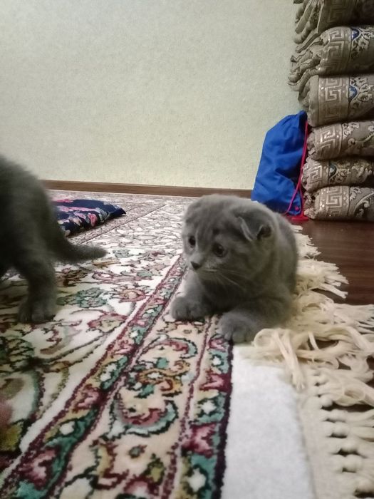 Шотландские чисто кровные котята