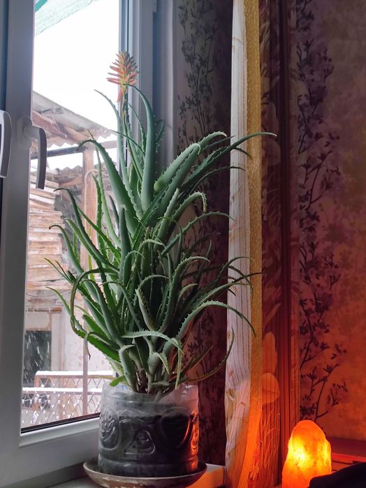 Цветок Алое с бутонами возраст 5 лет