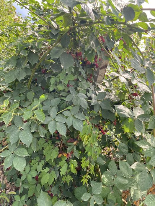 Участок 2 гектар