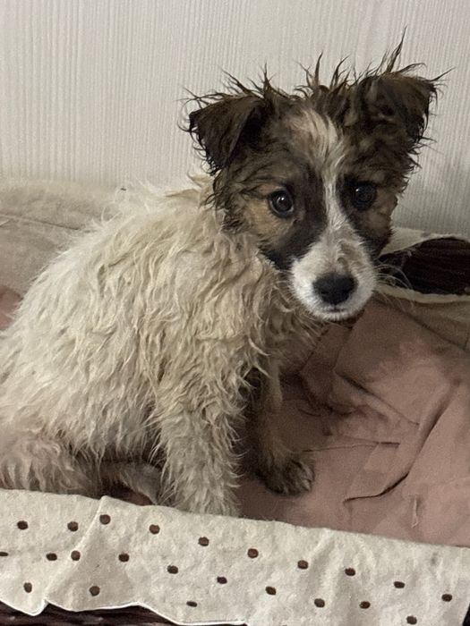 отдам щенка в хорошие руки