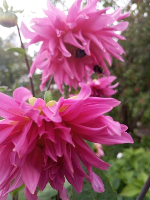 Продам георгины крупные