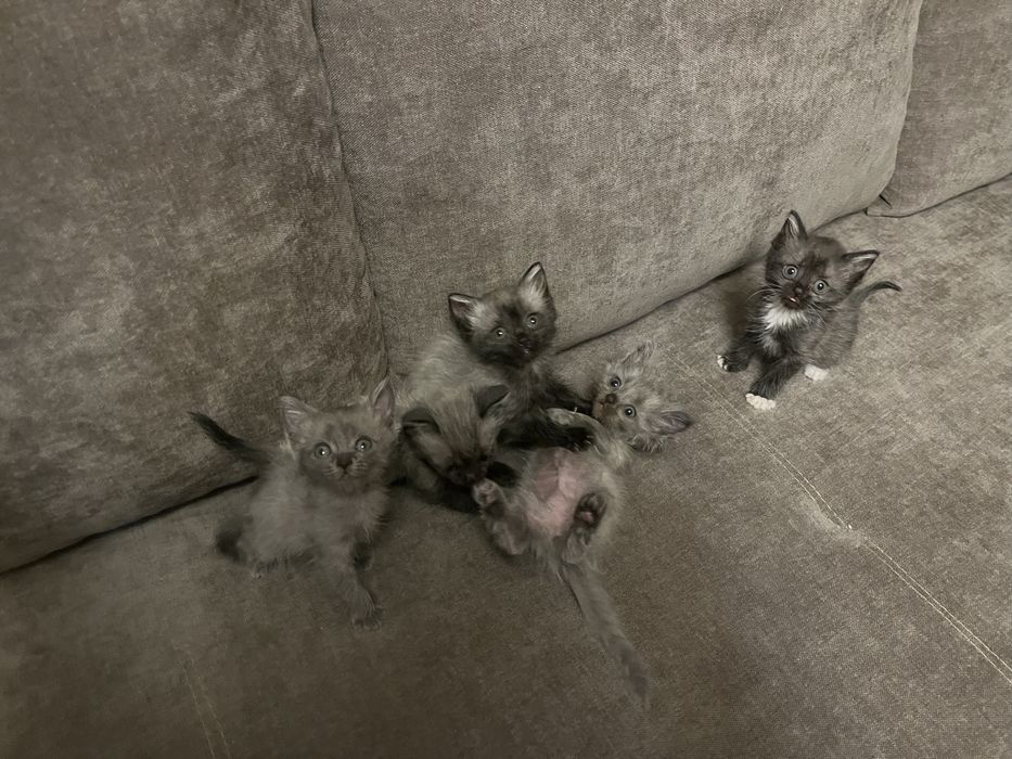 Котята в хорошие руки
