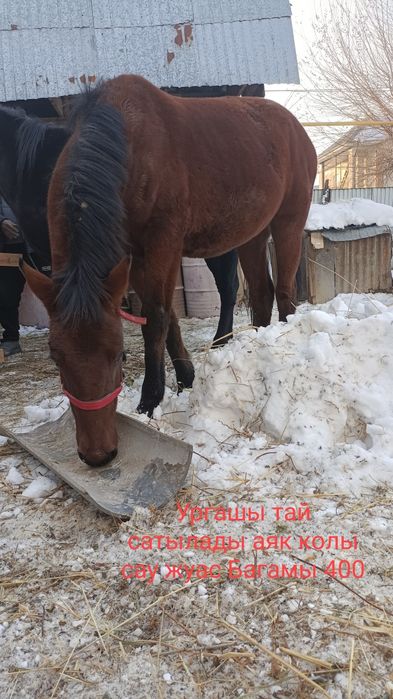 Продам тайчика .